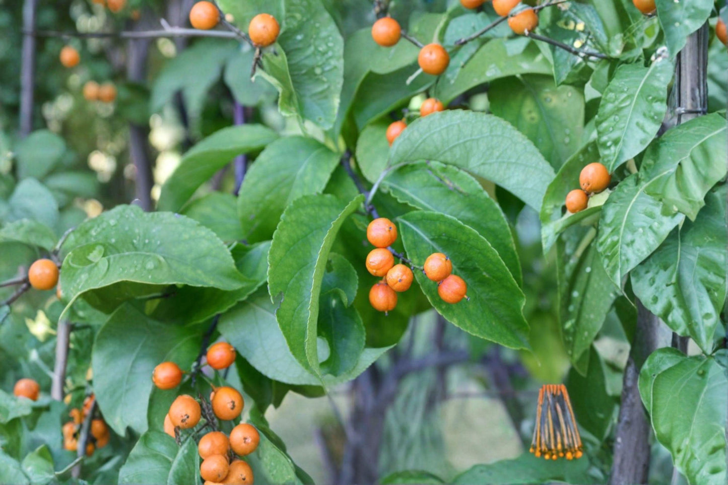 30 American Bittersweet Seeds: Native Vine, Orange Berries