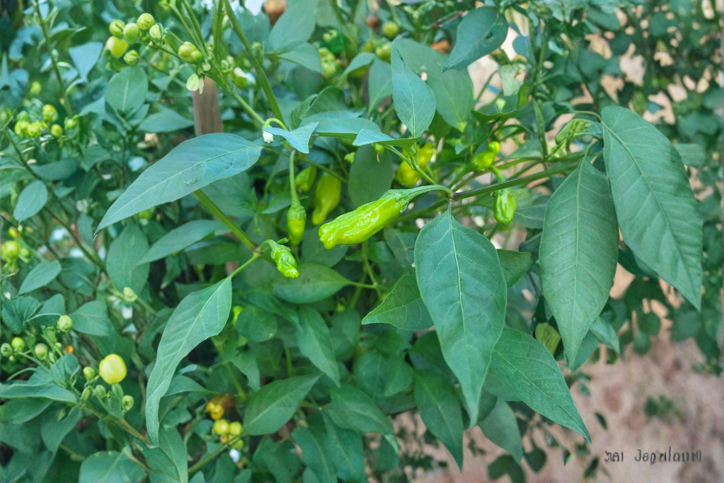 250mg Seeds Pepperoncini Italian Sweet Pepper | Heirloom Garden Seeds