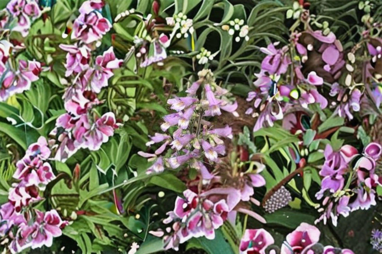 100 mg Penstemon payettensis Seeds – Payette Beardtongue Wildflower for Pollinator & Native Gardens