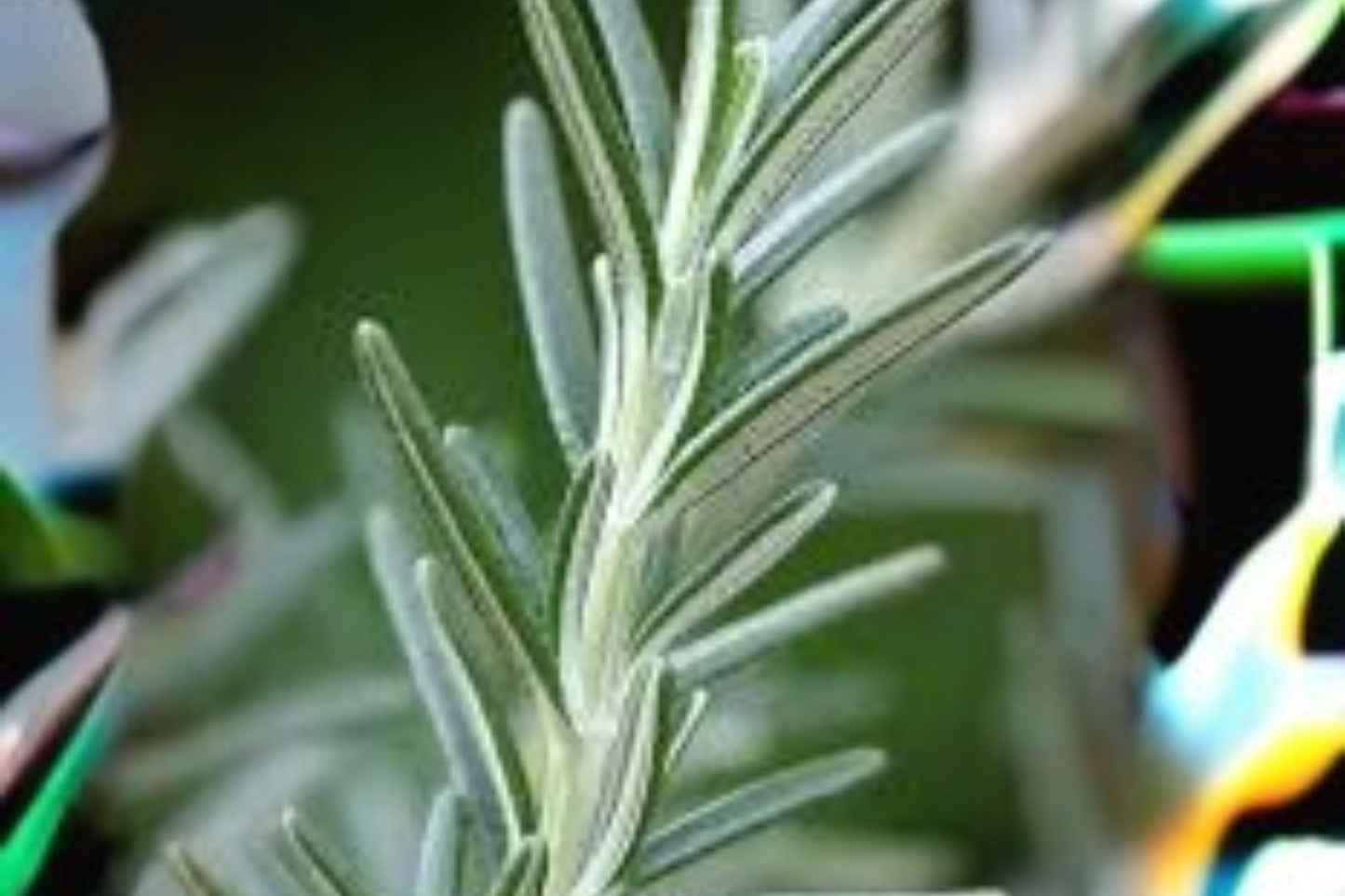 50 Seeds Rosemary Herb | Aromatic Evergreen Perennial | Non-GMO | Culinary & Medicinal Garden Plant