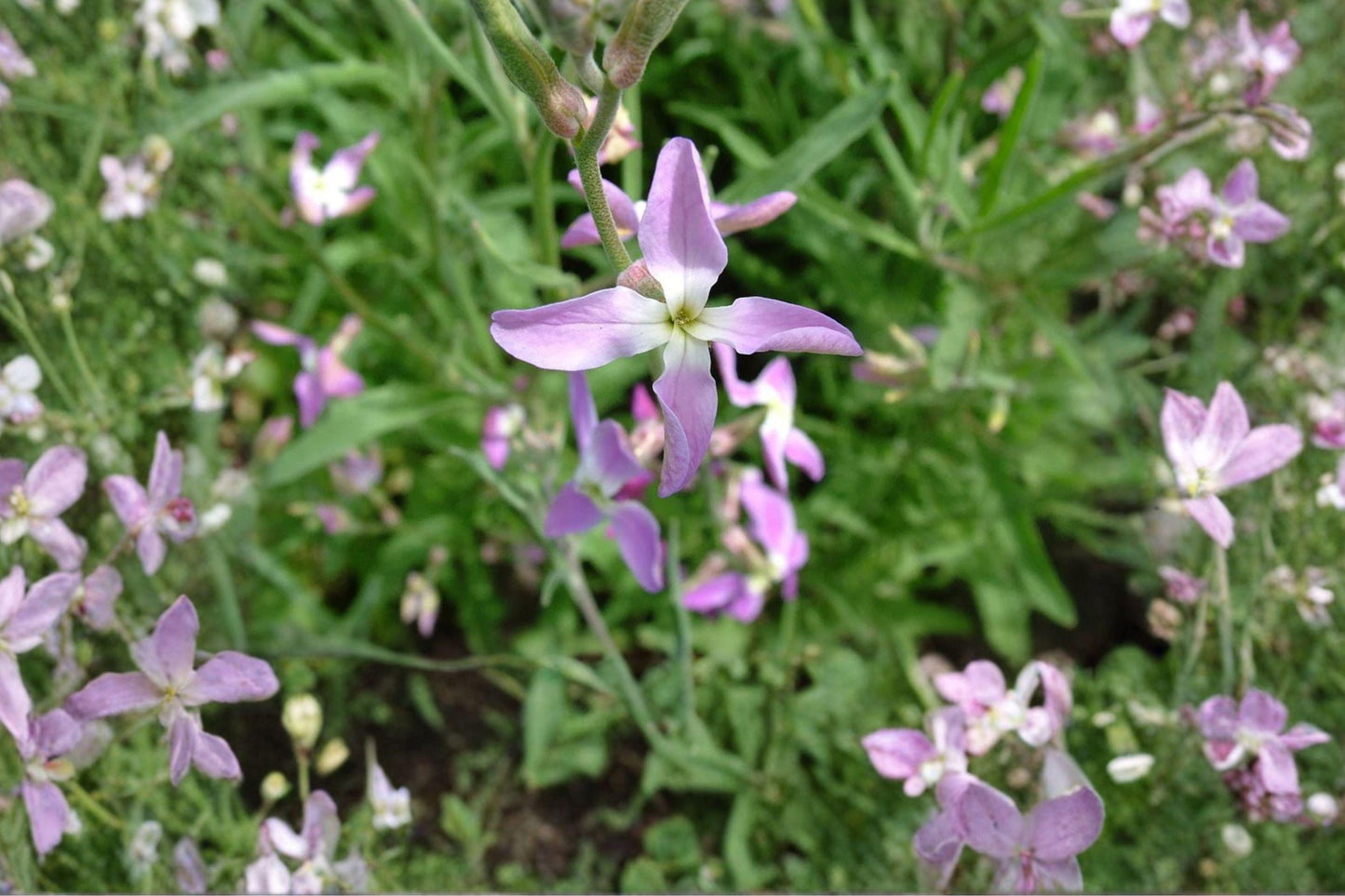 100 Evening Scented Stock Seeds – Matthiola longipetala – Fragrant Night Blooming Flower