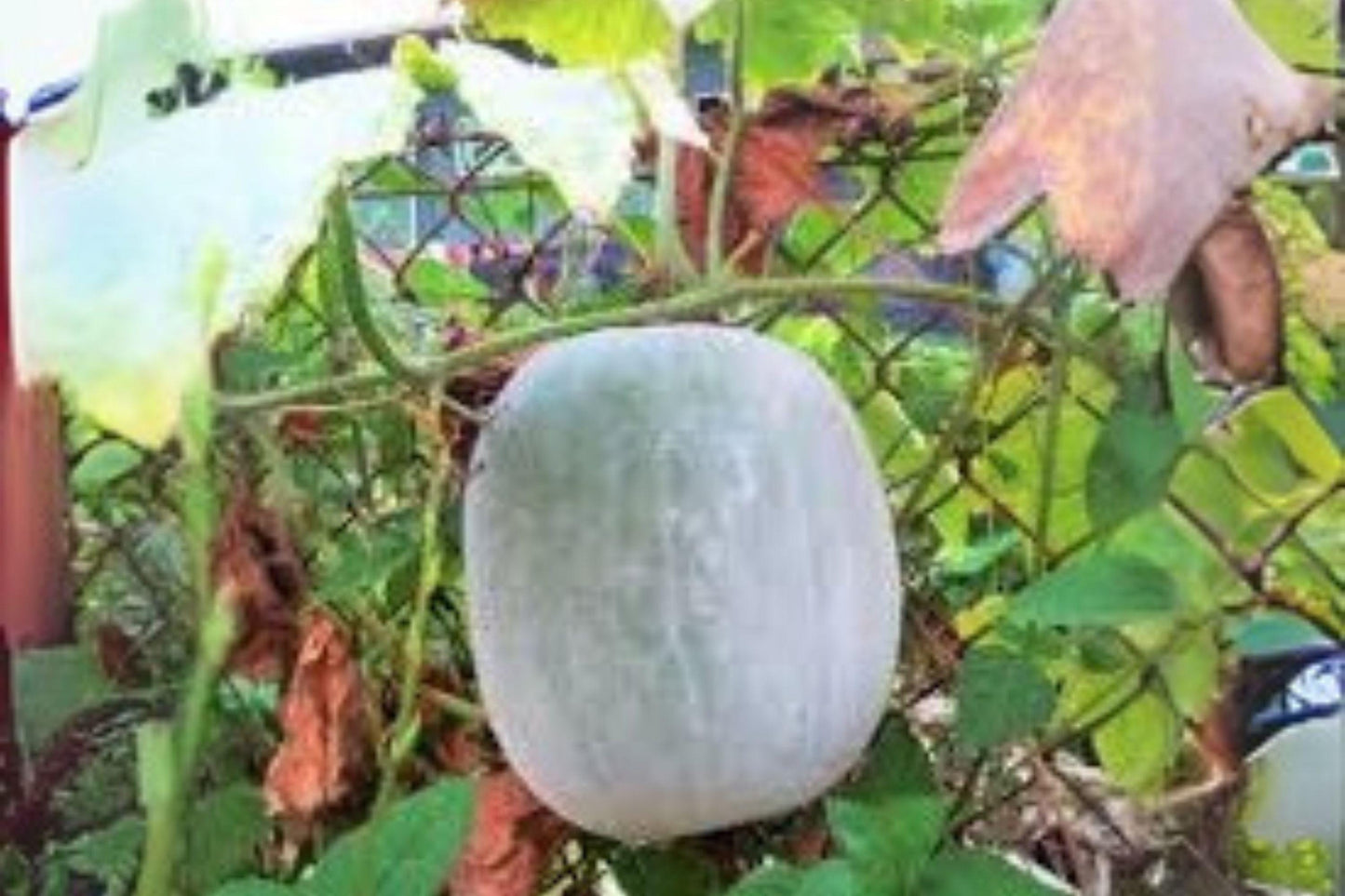 Wax Gourd Wintermelon Seeds: Heirloom Asian Vegetable for Soups & Stews
