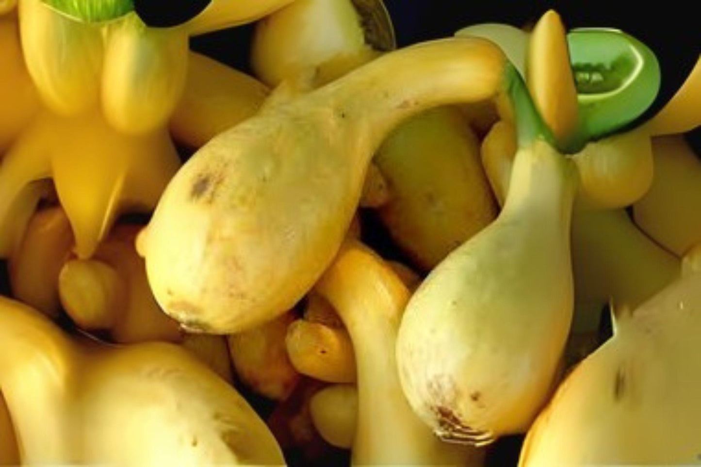 Heirloom Crookneck Squash Seeds: Early Summer Yellow Vegetable (10 Seeds)