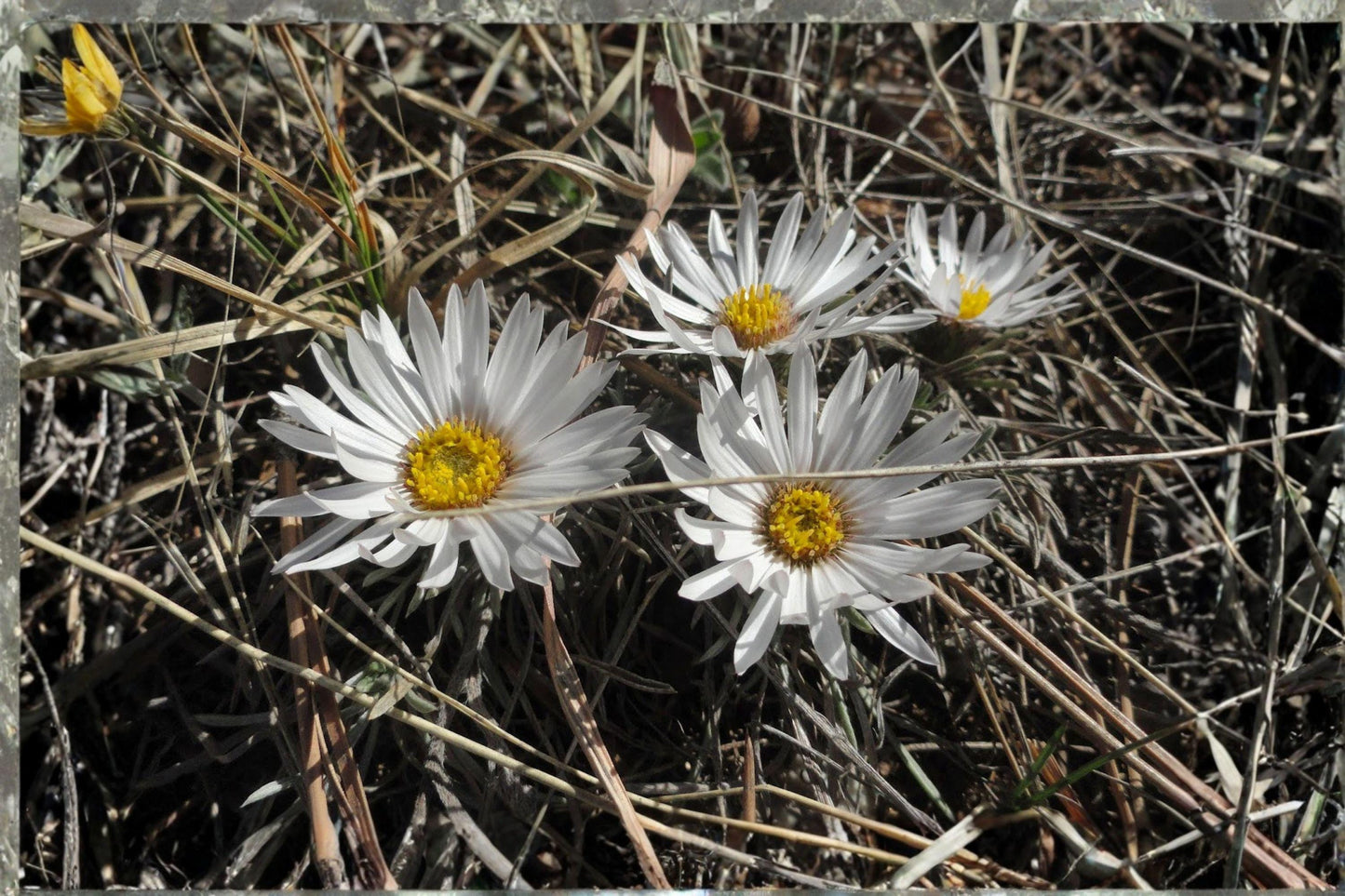 100 Fendler’s Easter Daisy Seeds – Townsendia fendleri – Native Wildflower – Rock Garden Perennial – Rare Daisy