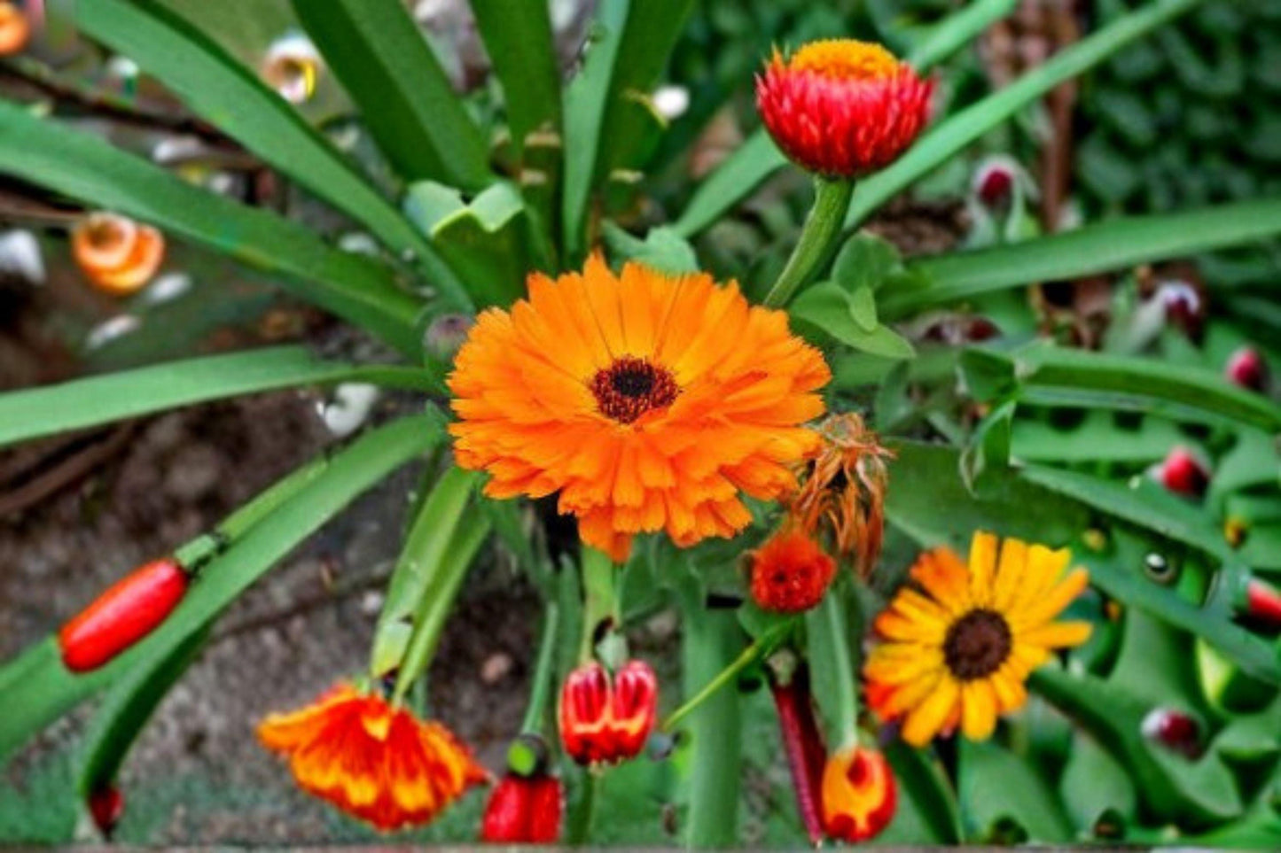 Calendula Seeds: Pacific Beauty Orange, Pollinator Garden