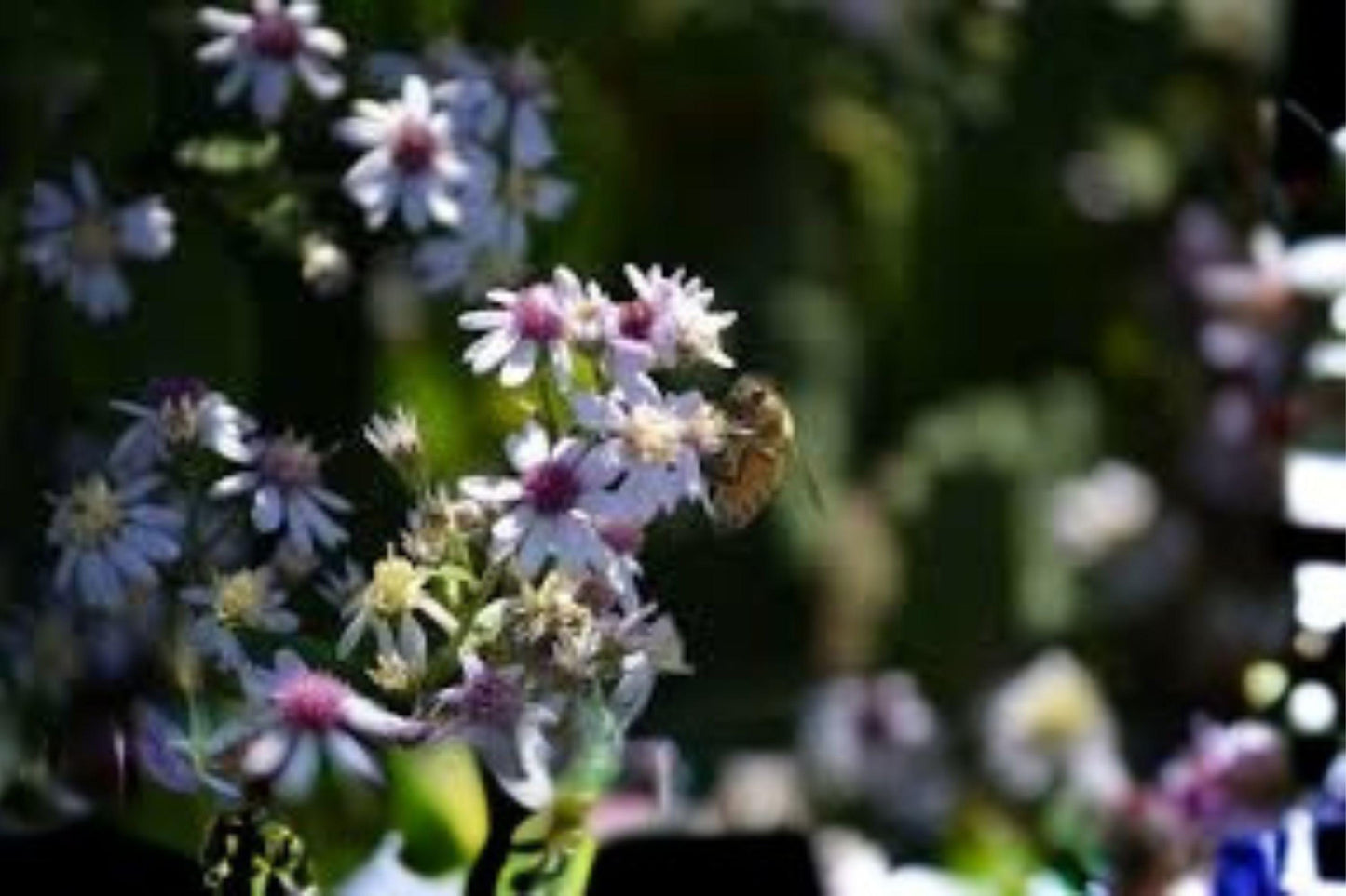 Calico Aster Seeds: Native White Wildflower - Pollinator Plant (100 Seeds)