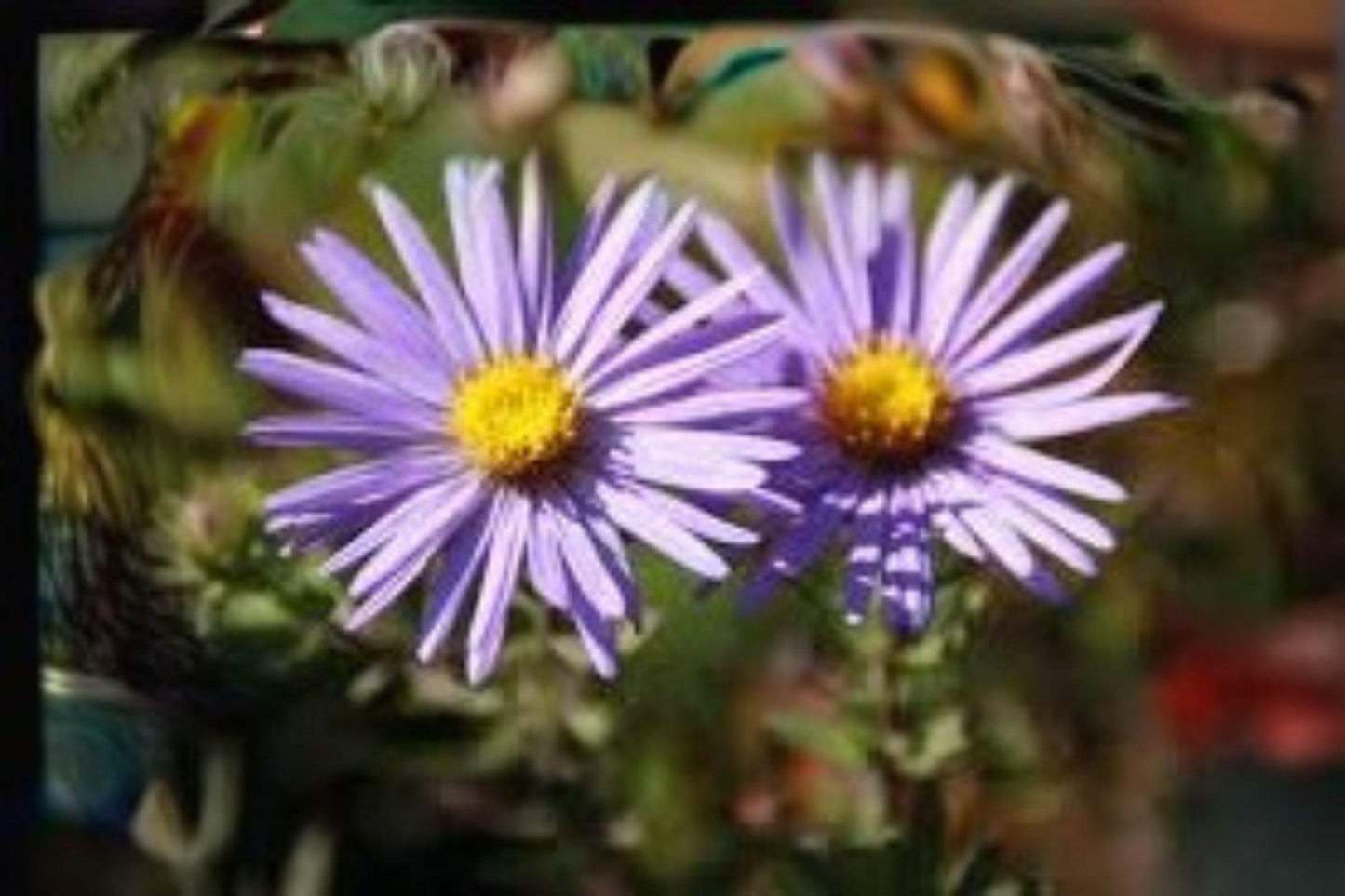 100 Seeds for Planting Symphyotrichum oblongifolium – Aromatic Aster, Native Purple Wildflower, Pollinator Perennial