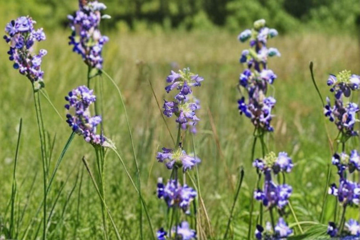 100 mg Penstemon rydbergii Seeds – Rydberg’s Beardtongue Wildflower for Native & Pollinator Gardens