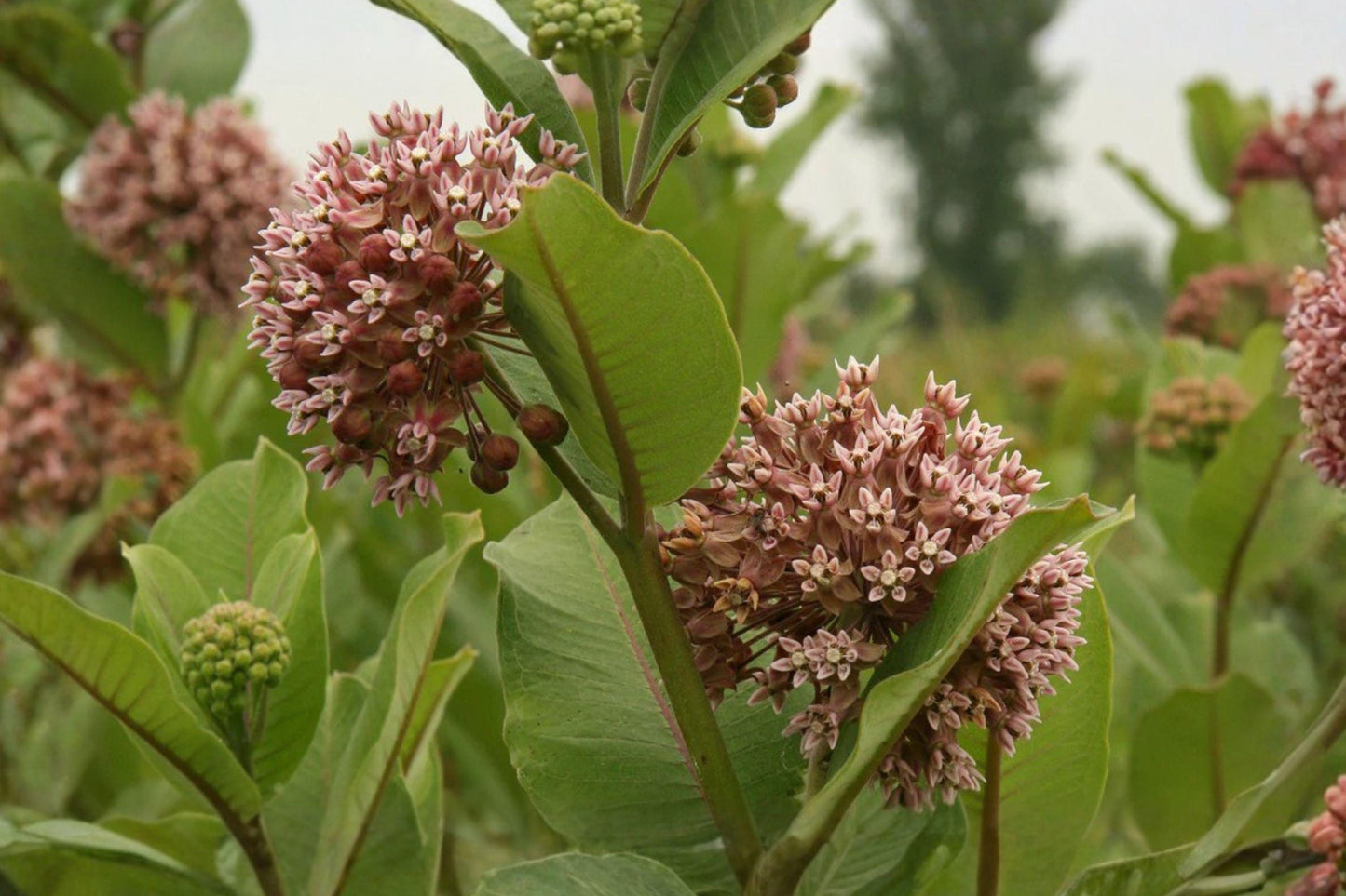 15 Common Milkweed Seeds – Asclepias syriaca – Monarch Butterfly Host Plant