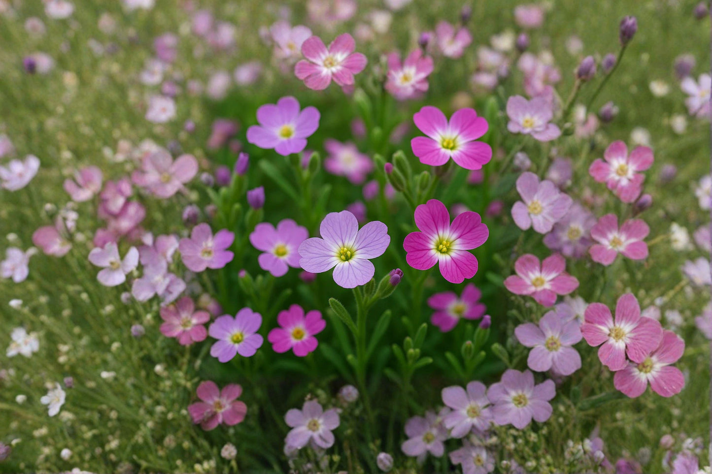 100 Virginia Stock Seeds – Malcolmia maritima – Fragrant Spring Flower – Cottage Garden
