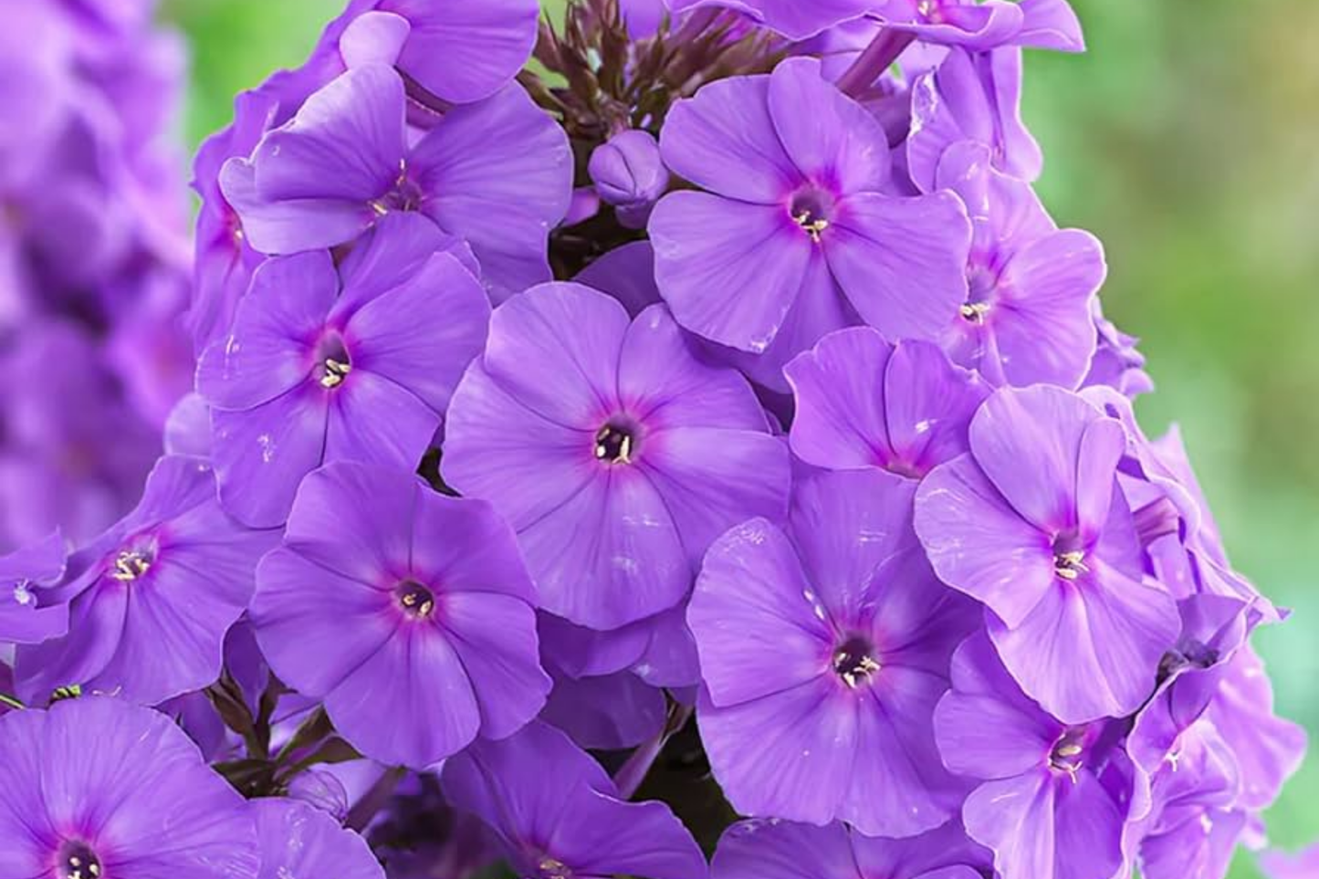 Phlox Seeds - 125 Count - Purple Beauty Annual Flower Seeds - Phlox paniculata