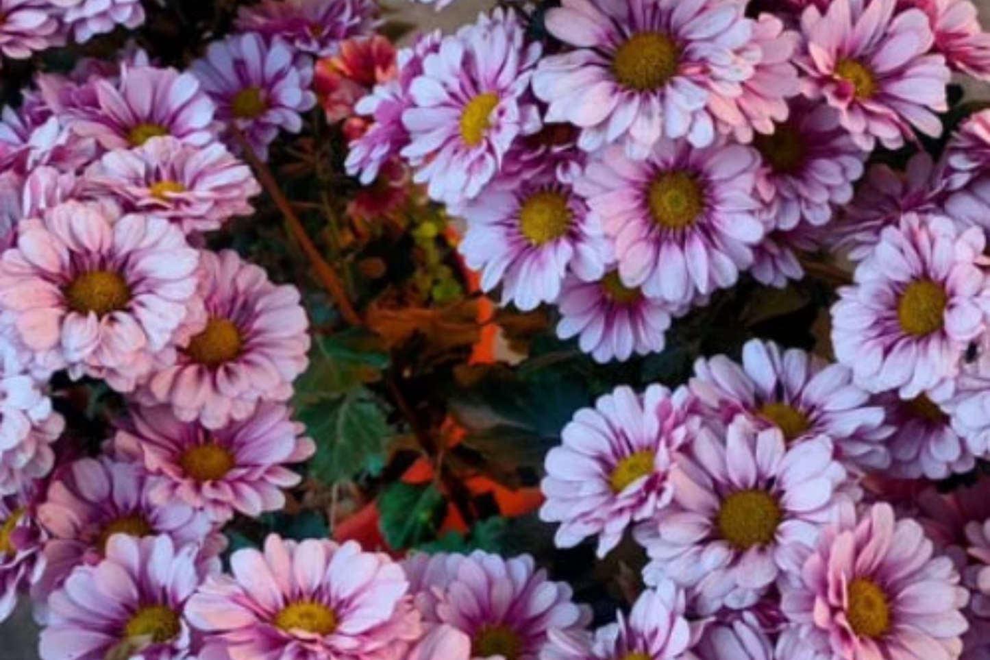 Plum Blossom Mum Seeds - 200+ Annual Flower Seeds - Chrysanthemum Variety for Vibrant Garden Color