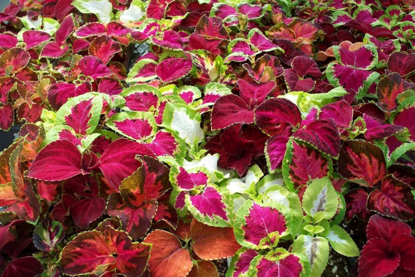 Coleus Seeds 500+ Heirloom Flower Seeds Bulk Non-GMO Annual Seeds (Solenostemon scutellarioides)