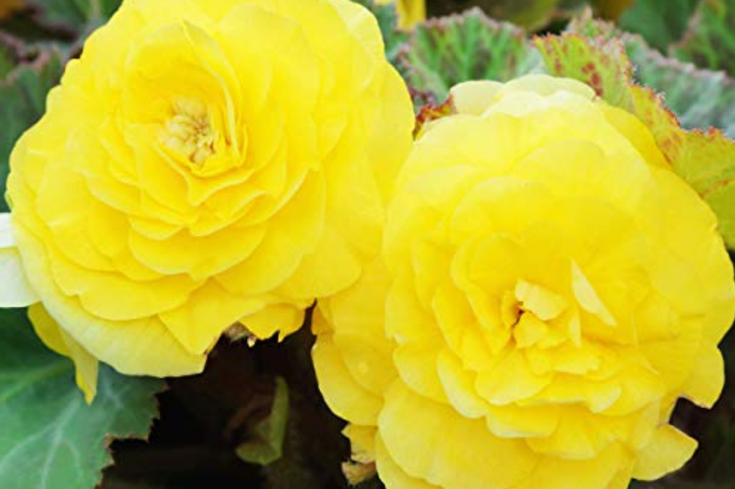 Tangy Twist Begonia Seeds - 45 or 125 Non-GMO Flower Seeds - Colorful Begonia (Begonia spp.)