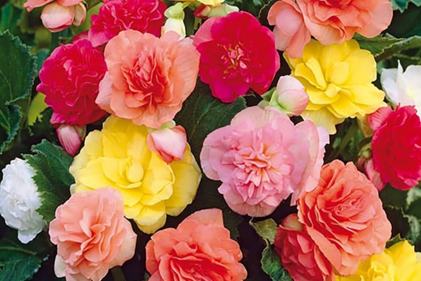 Vintage Grace Begonia Seeds, Non-GMO Flower Seeds, 45 or 125 Count, Beautiful Blooms, Ideal for Gardens, Begonia spp.