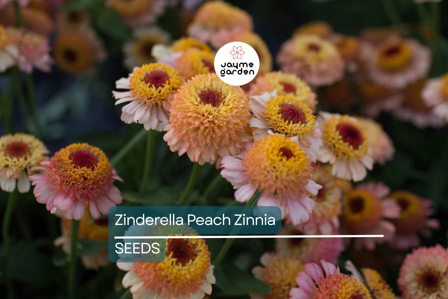 Zinderella Peach Zinnia Seeds - 100+ Double Bloom Seeds - USA Grown - - Cut Flower Garden - Butterfly Magnet - Heat Tolerant