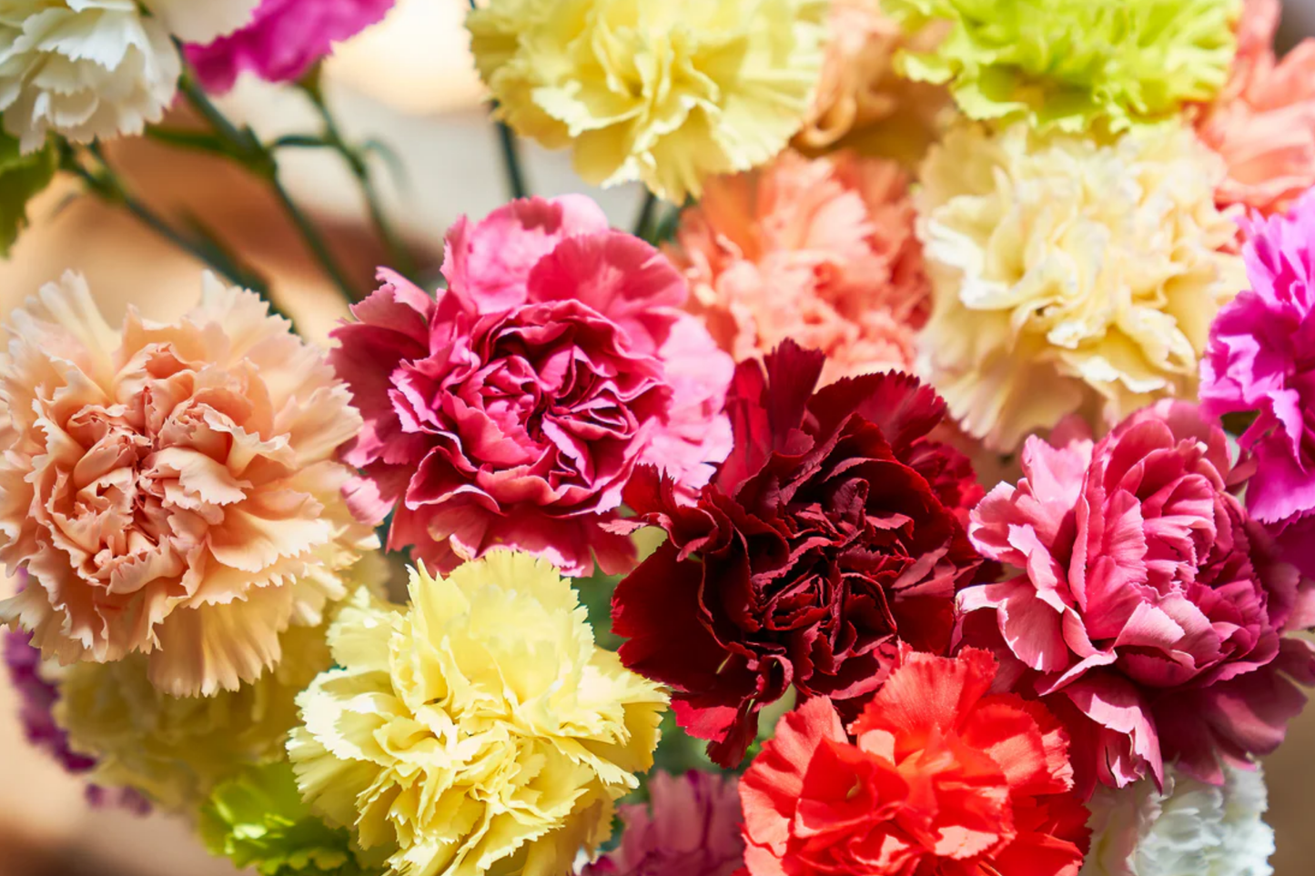 Peach Luster Dianthus Seeds - 500+ Bulk Annual Flower Seeds, Carnation Variety, US Seller