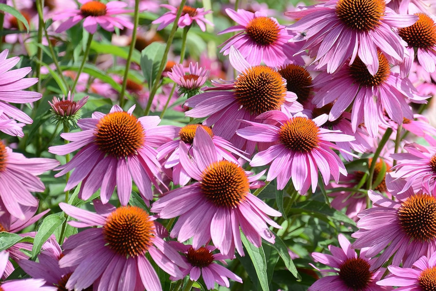 Coneflower Seeds 50+ Pack | Mum Flower | Annual Flower Seeds for Flower Beds | Echinacea purpurea