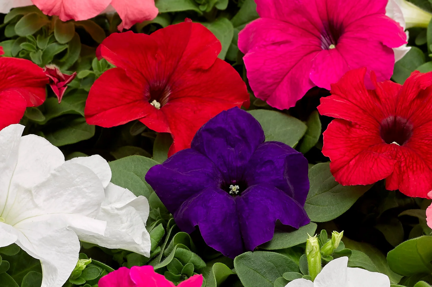 Sun Grand Petunia Seeds - 1000+ Bulk Perennial Flower Seeds - US Seller - Annual Petunia (Petunia x hybrida)