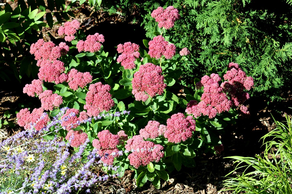 Autumn Joy Stonecrop – Live Flowering Succulent Perennial – Hylotelephium ‘Herbstfreude’