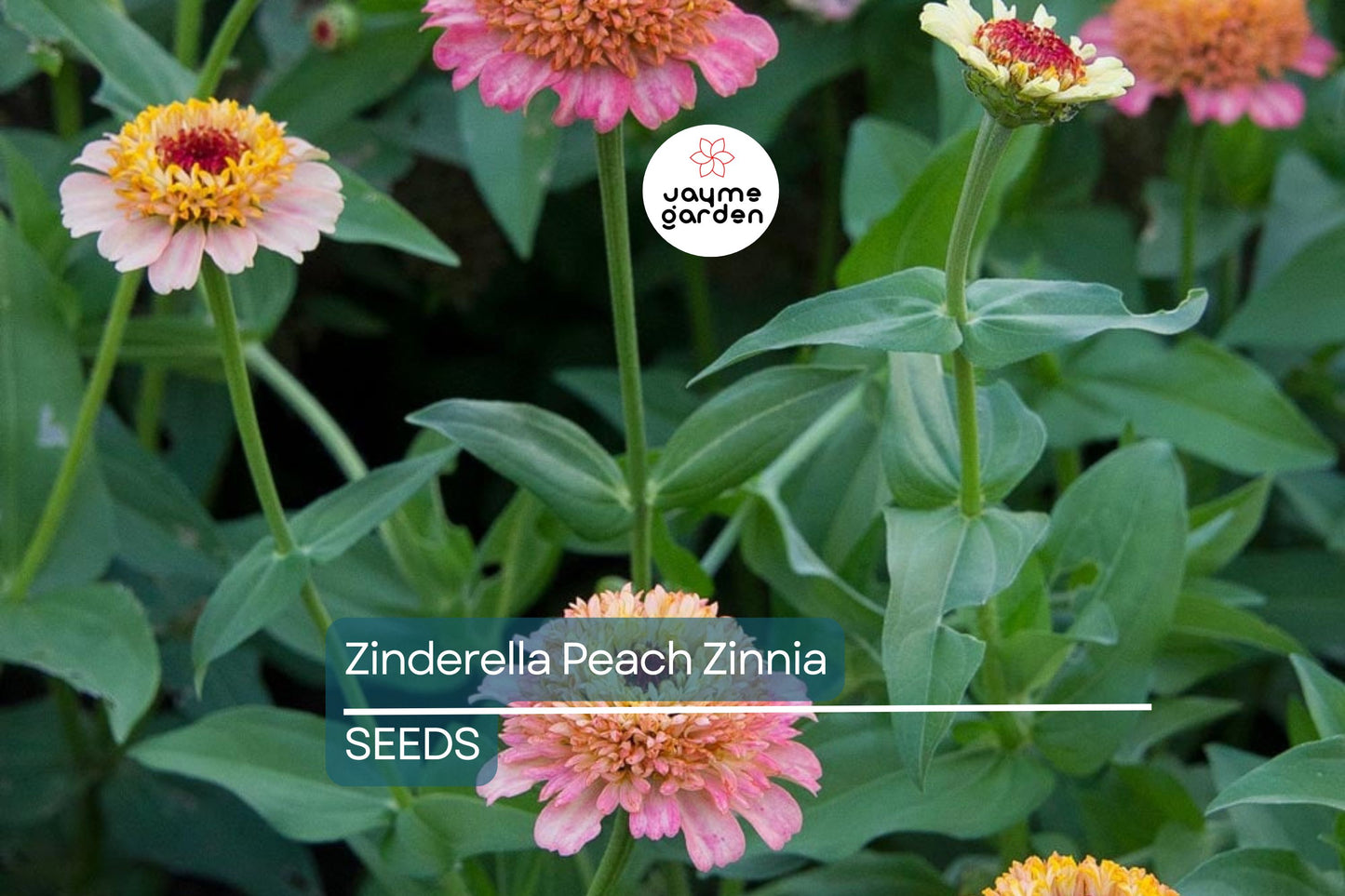 Zinderella Peach Zinnia Seeds - 100+ Double Bloom Seeds - USA Grown - - Cut Flower Garden - Butterfly Magnet - Heat Tolerant