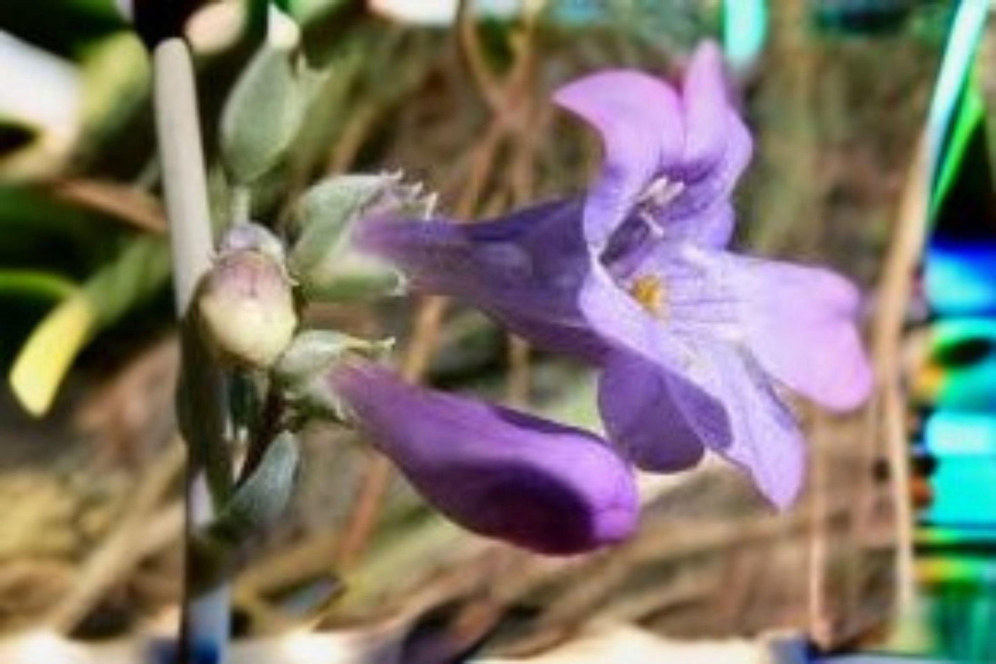 100 mg Penstemon secundiflorus Seeds – Sidebells Beardtongue Wildflower for Native & Pollinator Gardens