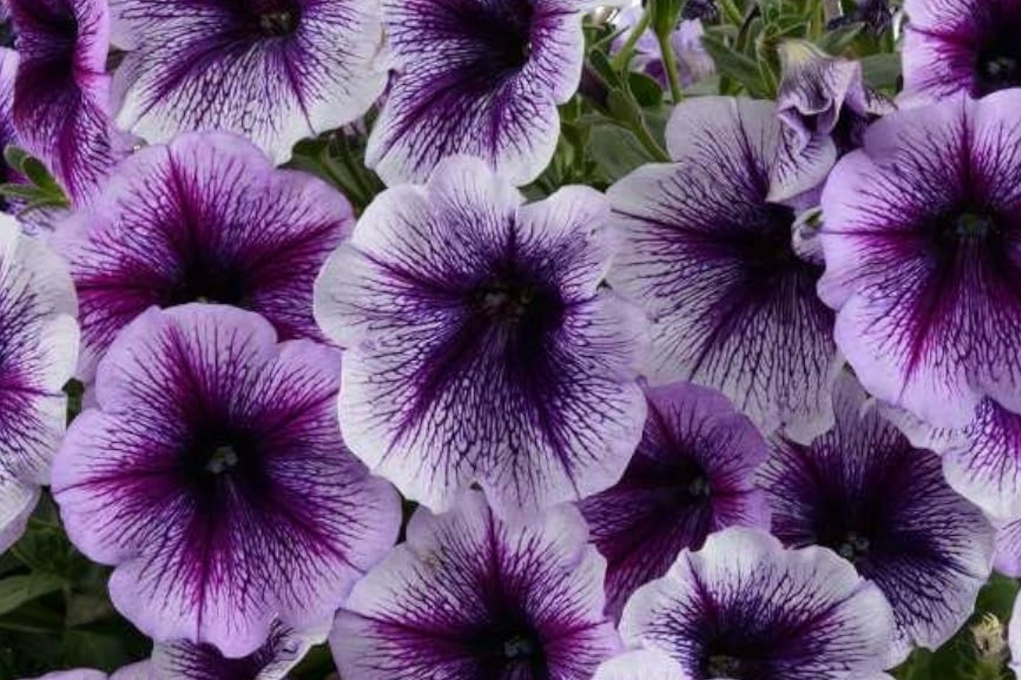 Raspberry Reverie Petunia Seeds - 1000+ Count - Perennial Flower Seeds - US Seller - Annual Variety - Petunia x hybrida