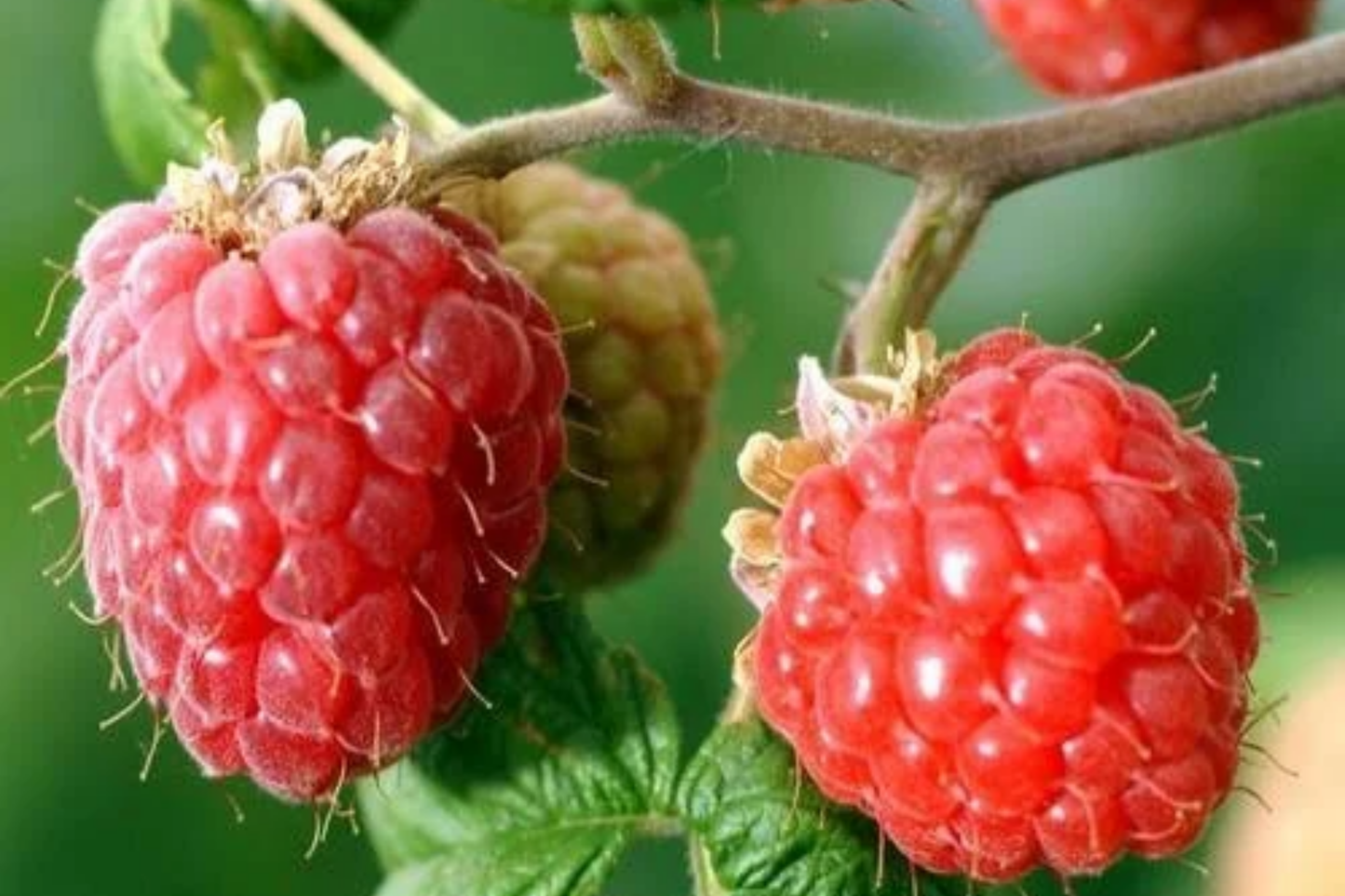 Rove Raspberry Seeds - Non-GMO Fruit Seeds, 125/300/750 Count, Bulk Planting Seeds, Rubus idaeus