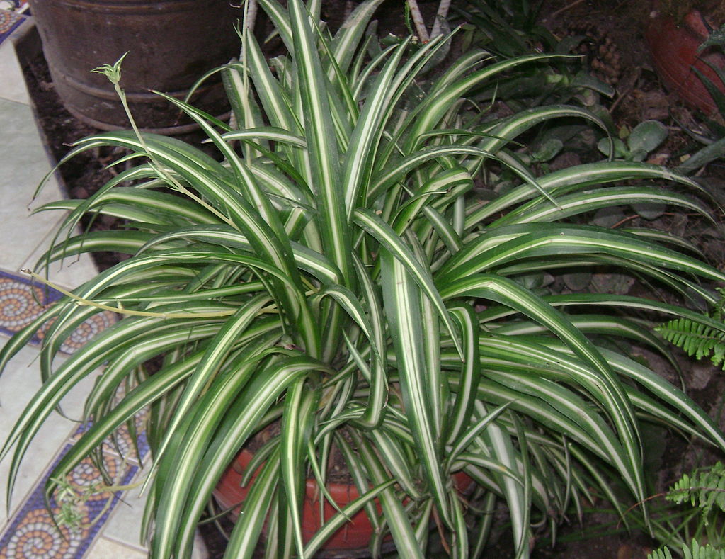 10 Spider Plant Cuttings | Variegated Chlorophytum comosum | Live Unrooted Succulent Plants | Easy to Root | Air-Purifying Houseplant