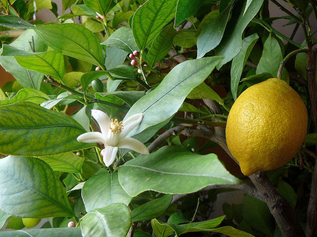 Italian Lemon Tree Cuttings (Citrus limon) 6β8 Inch Unrooted β For Rooting or Grafting, Fresh Organic Scion Wood
