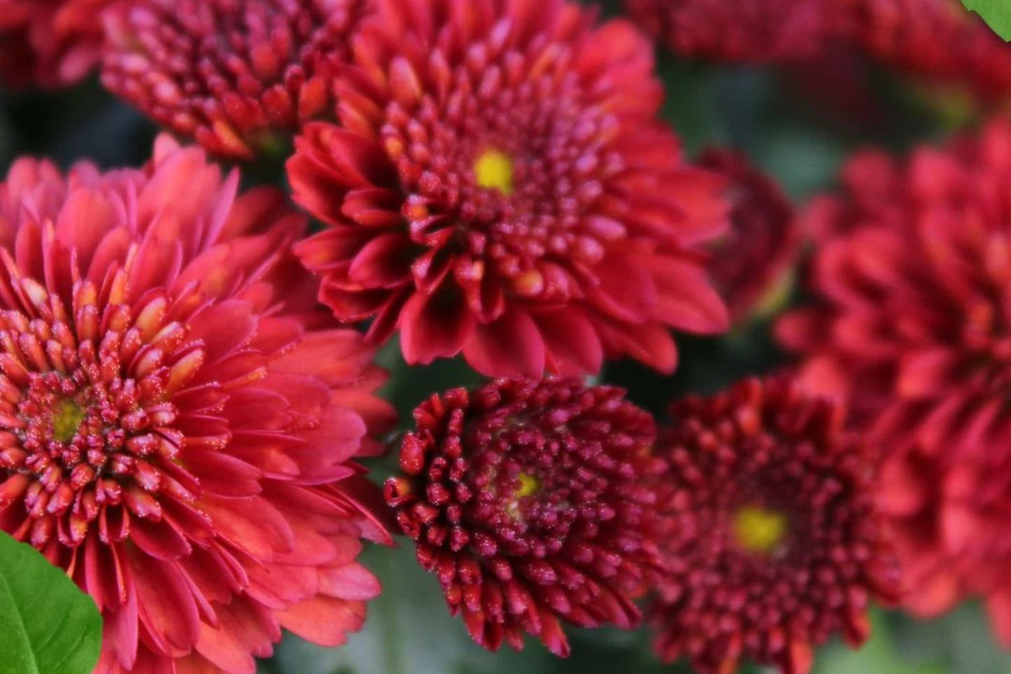 Easter Mix Mum Seeds - 200+ Chrysanthemum Flower Seeds, Annual Mum Variety, Colorful Blooms for Garden