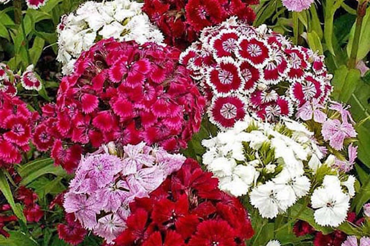 Lilac Frost Dianthus Seeds - 500+ Bulk Annual Flower Seeds - Carnation Seeds - US Seller