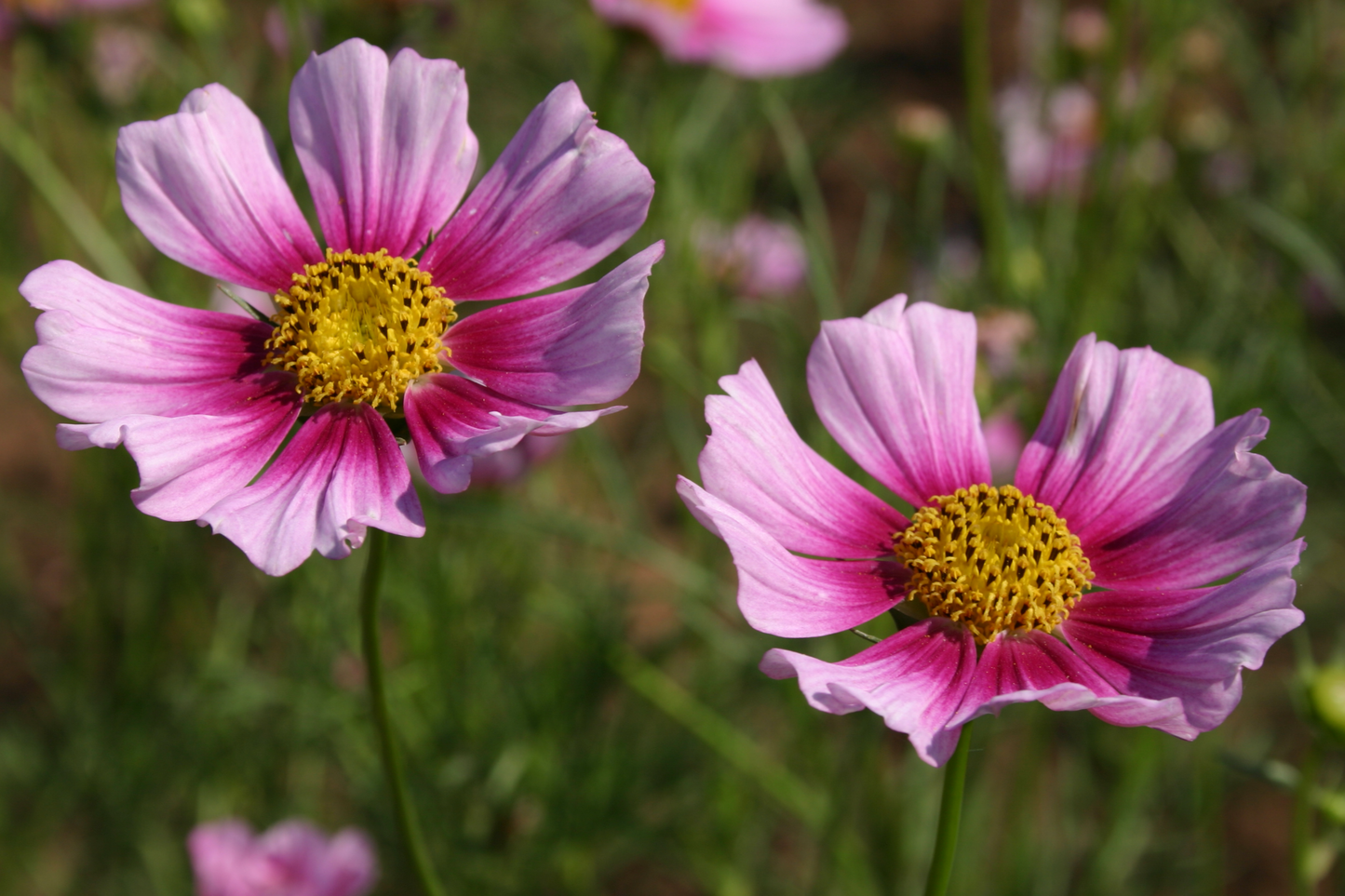 Cosmos Flower Seeds - 35+ Annual Seeds for Garden - Bulk Colorful Blossoms (Cosmos bipinnatus)