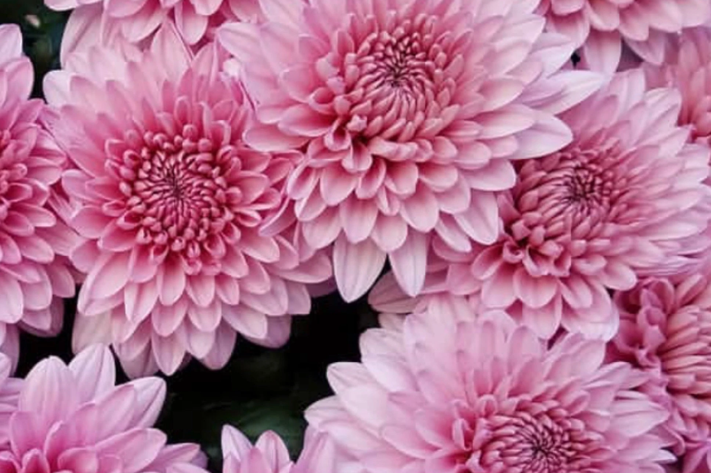 Ayslee Pink Mum Seeds - 200+ Chrysanthemum Flower Seeds, Annual Flower, Pink Blooms, Perfect for Gardens