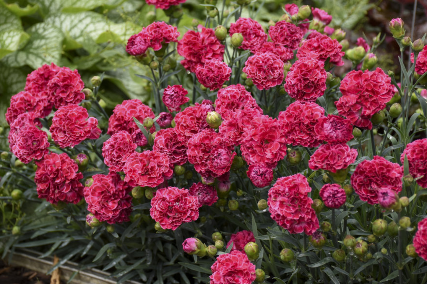 Begonia Seeds - Dazzled Raspberry Blend - 45 or 125 Flower Seeds - Premium Flowering Plant Seeds