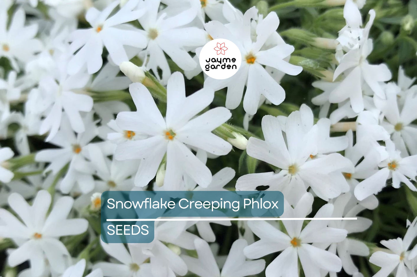 Snowflake Creeping Phlox Seeds - 100+ White Ground Cover Seeds - USA Grown - - Drought Tolerant - Butterfly Garden - Perennial