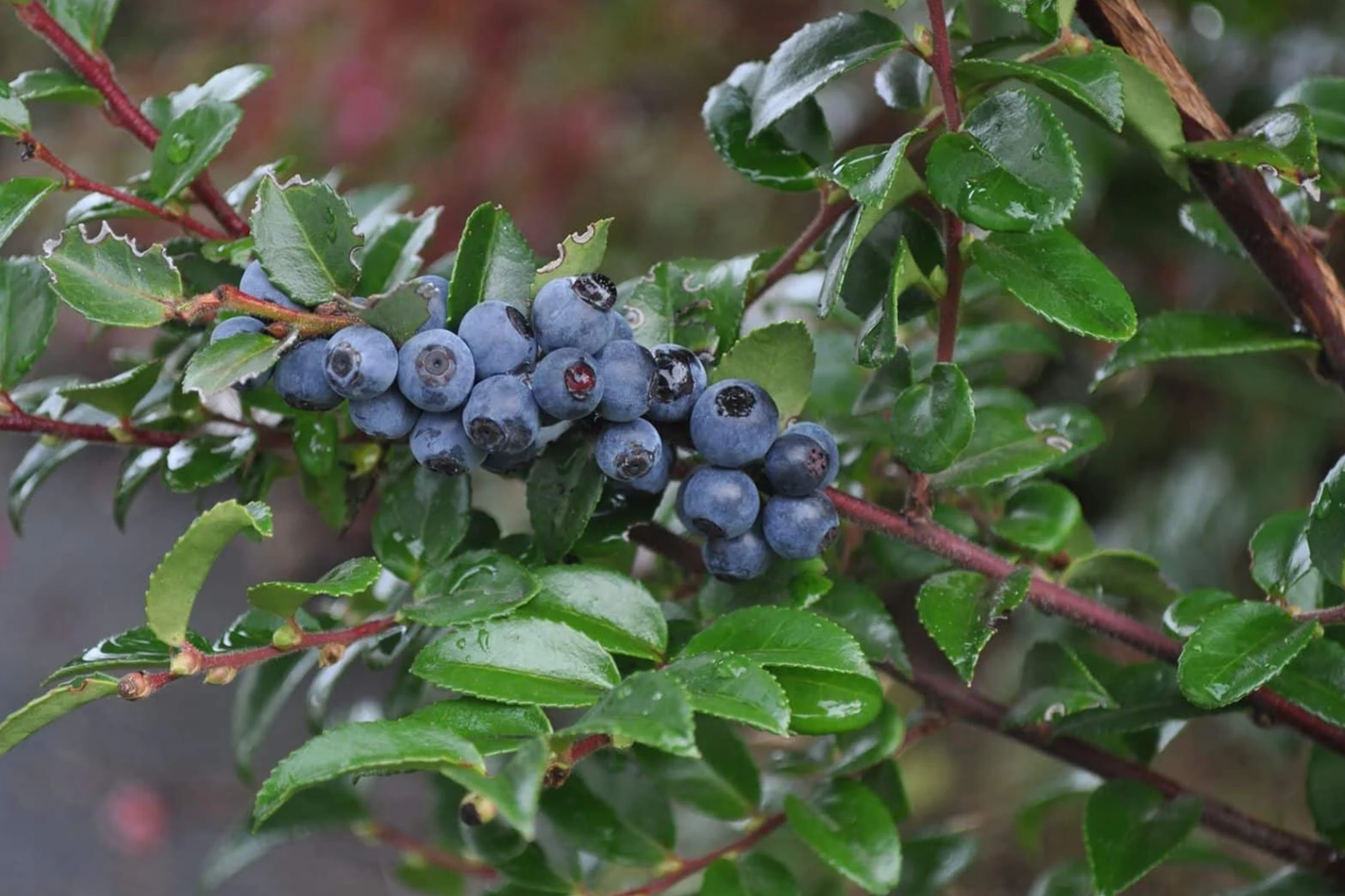 Huckleberry Seeds - Non-GMO Flower Seeds - Solstice Variety - 125/300/500 Seeds - Perfect for Home Gardens