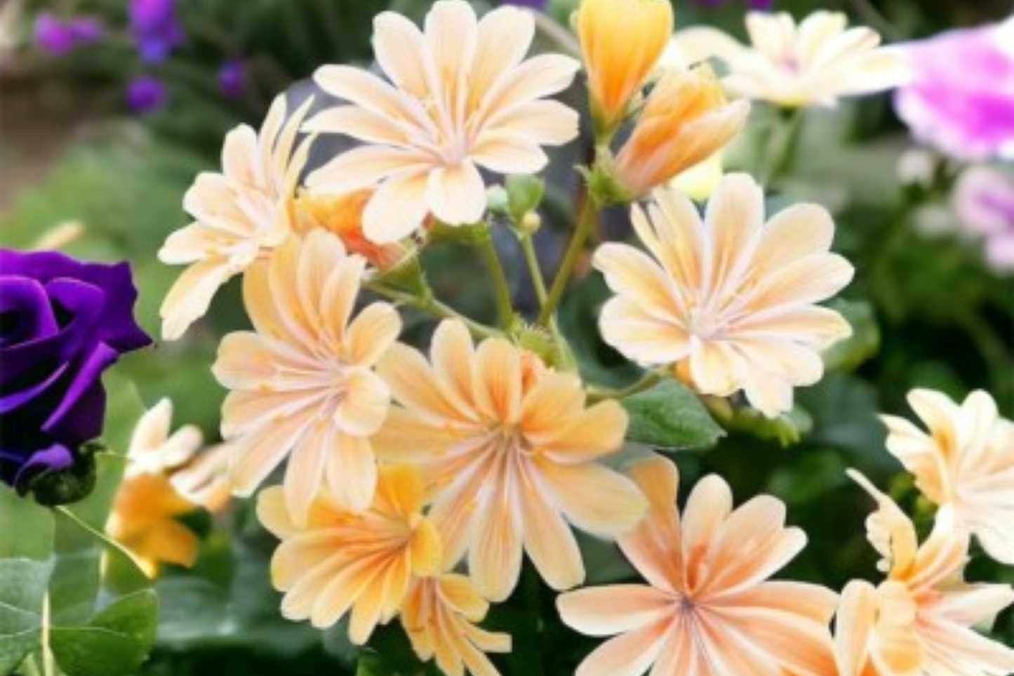 Lewisia Seeds - Retro Pop Mix - 35 or 100 Non-GMO Flower Seeds - Colorful Garden Variety