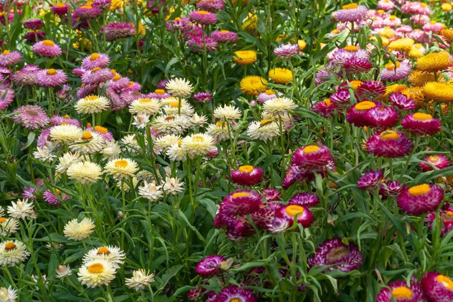 Tom Thumb Mix Strawflower Seeds | Dwarf Everlasting Blooms | Red, Yellow, Pink, White | Cut & Dried Flowers |