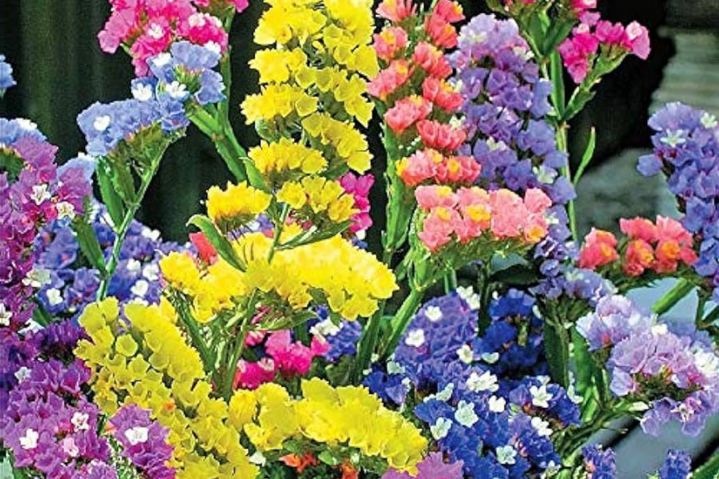 Statice Seeds - 85 Lavender Hue Flower Seeds - Non-GMO Statice (Limonium sinuatum) for Garden Planting
