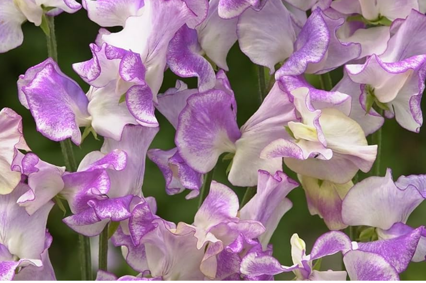 Sweet Pea Seeds - 35+ Non-GMO Flower Seeds - Annual Variety for Gardening - Lathyrus odoratus