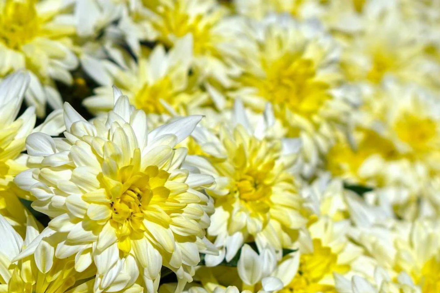 Chrysanthemum Seeds - Gilded Glory - 200+ Annual Flower Seeds - Mum Flower Seeds - Easy to Grow