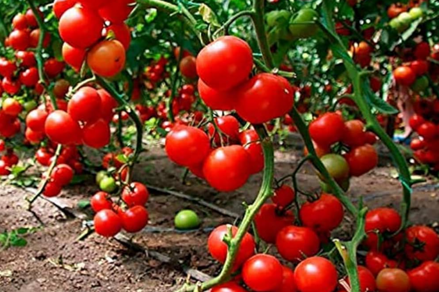 Super Sweet Tomato Seeds - 50+ Non-GMO Seeds | Prolific & Flavorful | Perfect for Home Gardening