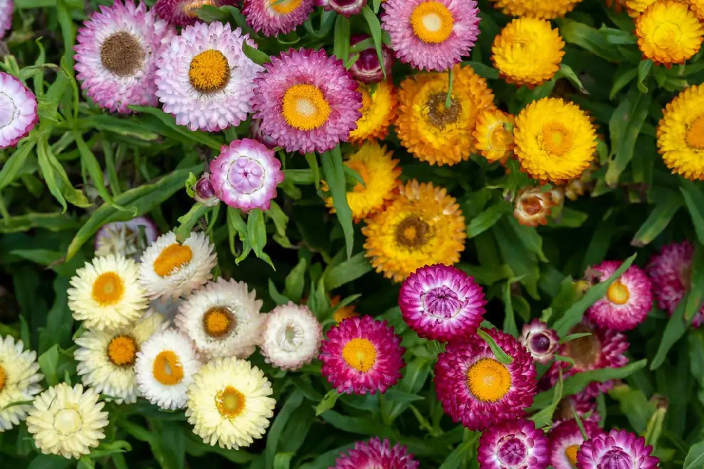 Tom Thumb Mix Strawflower Seeds | Dwarf Everlasting Blooms | Red, Yellow, Pink, White | Cut & Dried Flowers |