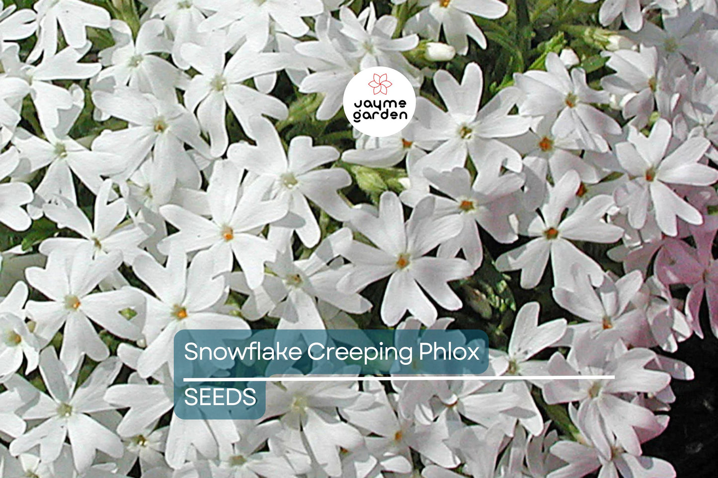 Snowflake Creeping Phlox Seeds - 100+ White Ground Cover Seeds - USA Grown - - Drought Tolerant - Butterfly Garden - Perennial