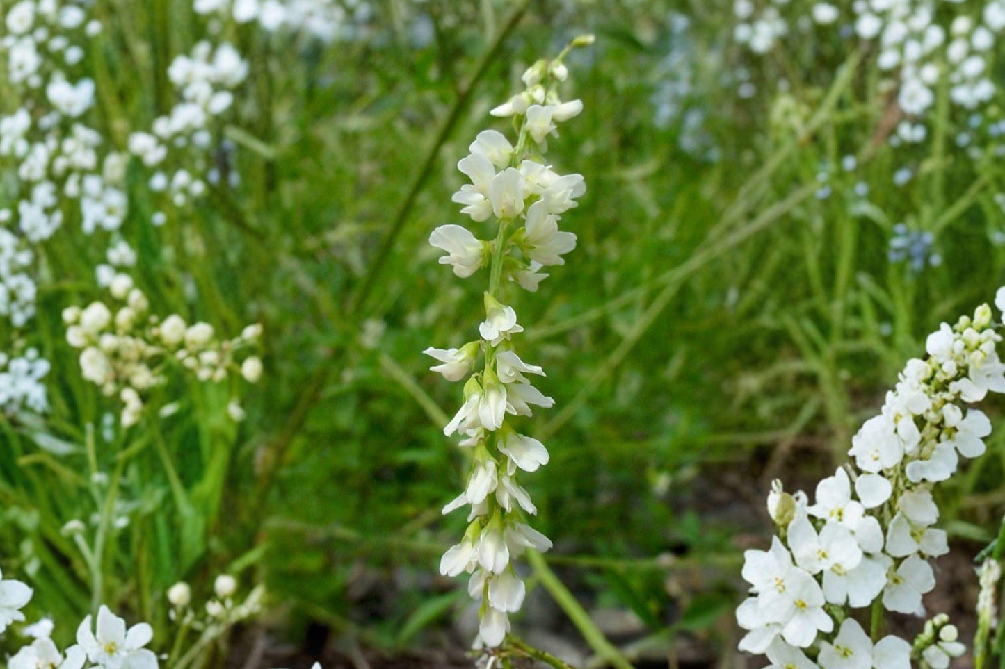 100 White Sweet Clover Seeds – Melilotus alba – Cover Crop – Pollinator Plant – Nitrogen Fixer