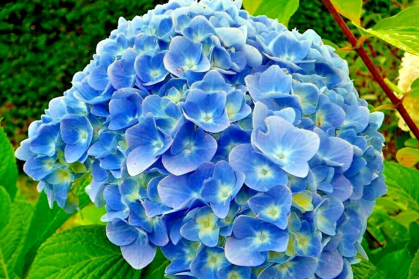 Nikko Blue Hydrangea Seeds - 85 or 250 Non-GMO Flower Seeds - Hydrangea macrophylla