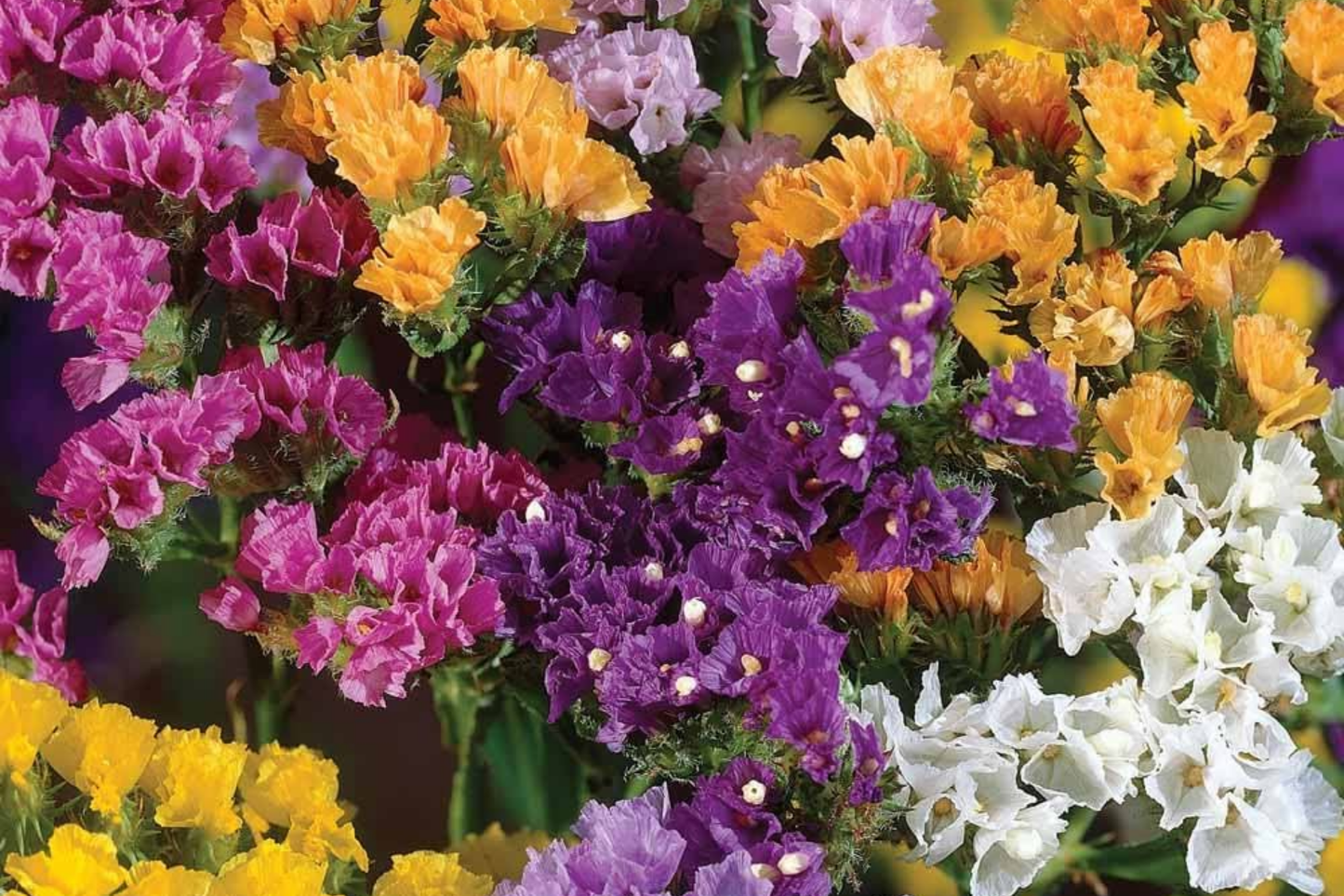 Statice Seeds 85 Count Lavender Hue Flower Seeds Non-GMO Limonium sinuatum for Garden