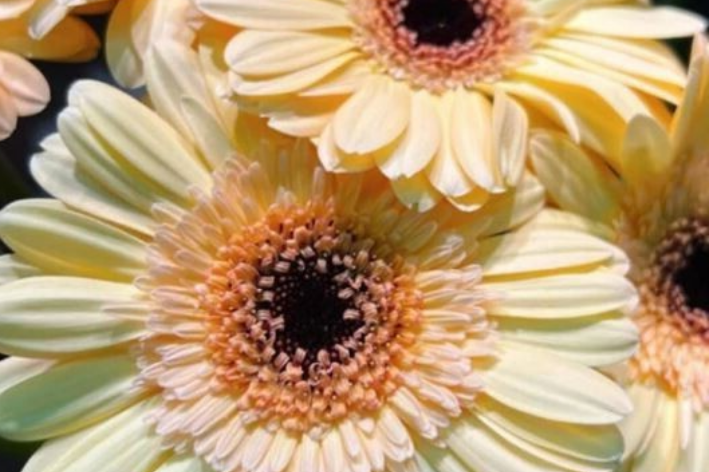 Citrine Zest Mum Seeds - 200+ Chrysanthemum Flower Seeds - Bright Yellow Blooms - Perfect for Gardens