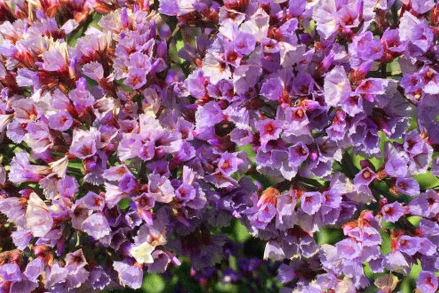 Statice Seeds - 85 Count - Cottage Mix - Non-GMO Flower Seeds for Garden - Limonium sinuatum